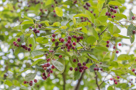 Ripe red fruits of serviceberry (Amelanchier, juneberry) on tree