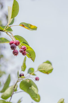 Ripe red fruits of serviceberry (Amelanchier, juneberry) on tree