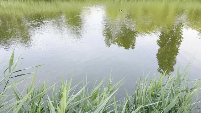 Calm lake water surface with green reeds in the foreground and tree reflections