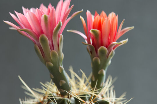 eine Nahaufnahme von Kaktusbl&uuml;ten einer Echinopsis-Hybride vor neutralem Hintergrund
