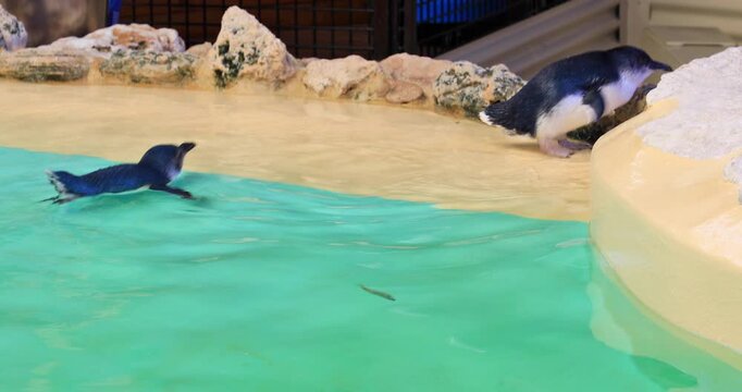 A Little Penguin swimming in the water at Penguin Island in Rockingham, near Perth, Western Australia.