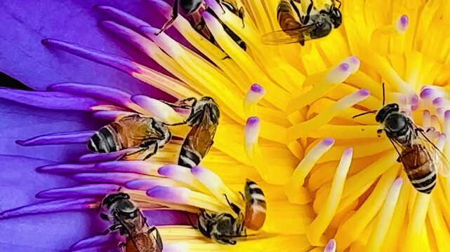 Large number of honey bees actively collecting pollen on a blooming pink lotus flower. Busy pollinator activity demonstrating a healthy natural ecosystem in a tropical garden.