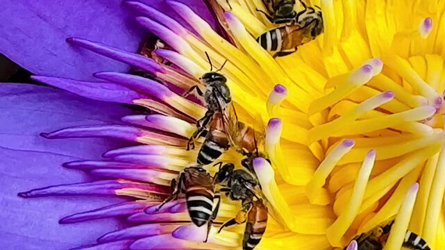Large number of honey bees actively collecting pollen on a blooming pink lotus flower. Busy pollinator activity demonstrating a healthy natural ecosystem in a tropical garden.