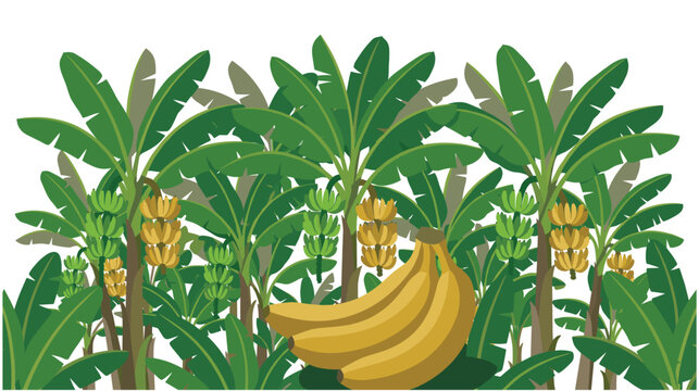 Dense banana plantation with ripe yellow fruit clusters.