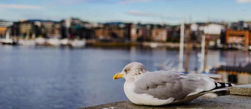 Mouette pos&eacute;e sur un quai au bord d&rsquo;un lac paisible
