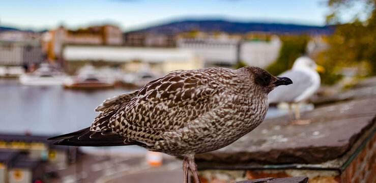 Mouette pos&eacute;e sur un quai au bord d&rsquo;un lac paisible
