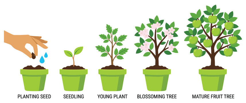 Fruit tree growth stages from seed to mature fruit bearing.