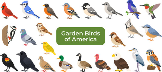 American garden bird collection in flat style. American garden bird set featuring backyard species for education and nature. © evgenia_lo