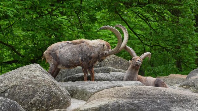 Alpine ibex, Capra ibex also known as the steinbock or bouquetin, is a species of wild goat that lives in the mountains of the European Alps.