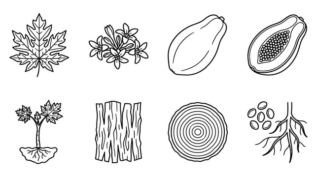 Papaya plant anatomy parts and biological diagram icons.