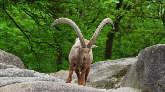 Alpine ibex, Capra ibex also known as the steinbock or bouquetin, is a species of wild goat that lives in the mountains of the European Alps.