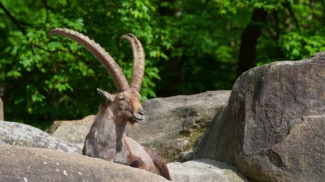 Alpine ibex, Capra ibex also known as the steinbock or bouquetin, is a species of wild goat that lives in the mountains of the European Alps.