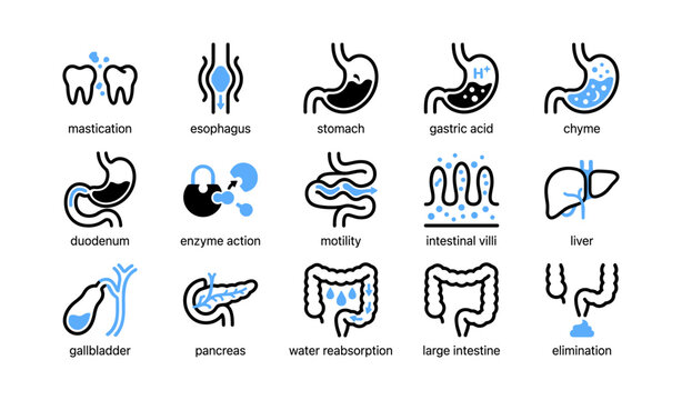 Digestive system icons depicting organs and processes
