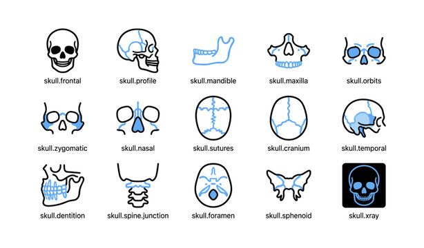 Skull and cranial bone icons arranged in grid on white background