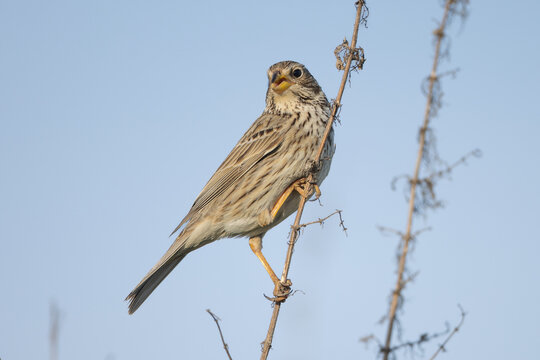 Corn bunting (Emberiza calandra)