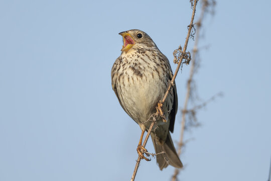 Corn bunting (Emberiza calandra)