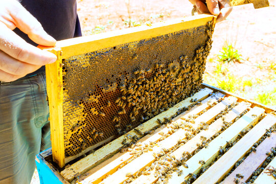 Beekeeper inspects hive frame filled with bees honeycomb in garden