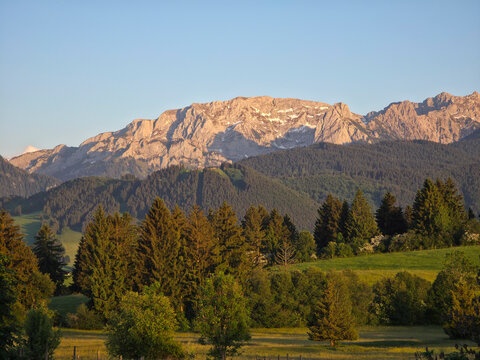 germany, golden alpenglow illuminating snowy alpine peaks beyond tranquil trees and summer pastures at sunset