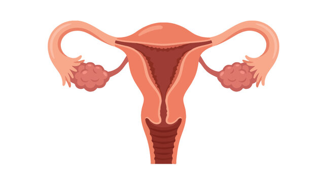 Detailed vector illustration of the female reproductive system featuring pink anatomical structures on white background