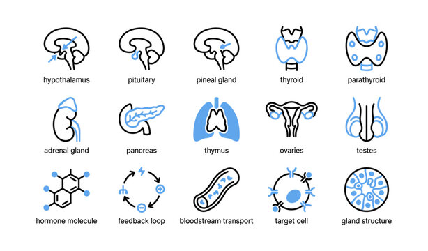 Endocrine system gland icons and hormone symbols in rows