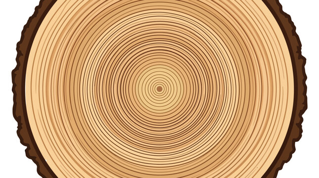 Detailed vector illustration of a circular wooden tree trunk cross section with natural ring patterns
