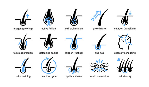 Hair follicle and growth cycle icons arranged on white background