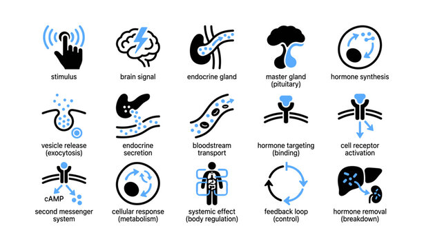 Hormone signaling icons showing endocrine processes and targets