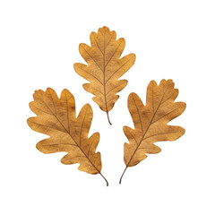 Fototapeta premium Three dry golden brown oak leaves with intricate vein patterns and curled edges overlapping on a transparent background with soft shadows. autumn beauty concept