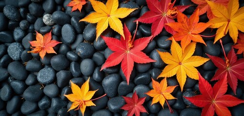 Obraz premium Red yellow orange maple leaves on dark smooth stones. Autumn season nature pattern, fall foliage texture background. Close up from top view.