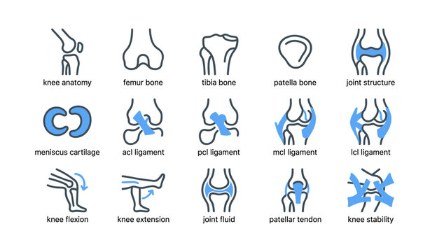 Knee anatomy showing bones, ligaments and joint structures