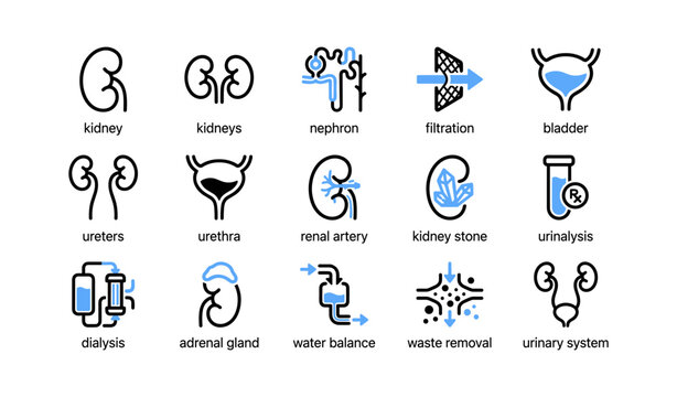 Urinary system icons showing organs and functions on white background
