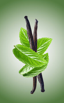 Fresh mint leaves with vanilla stick on mint background