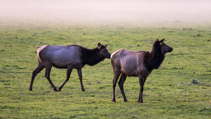 Obraz premium Foggy Day in Jewell Meadows Wildlife Roosevelt Elk Area, Clatsop County, Oregon Coast