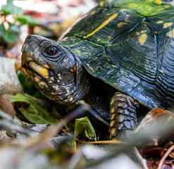 Obraz premium wet after rain dark colored box turtle portrait closeup details face eyes carapace scales extended beak mosquito