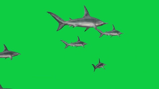 4 Hammerhead Shark School Attack Animations - Diagonal Front View - Underwater Silhouette - Green Screen Overlay