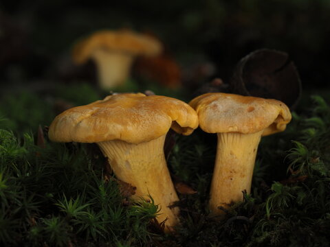 Pfifferlinge, Cantharellus cibarius