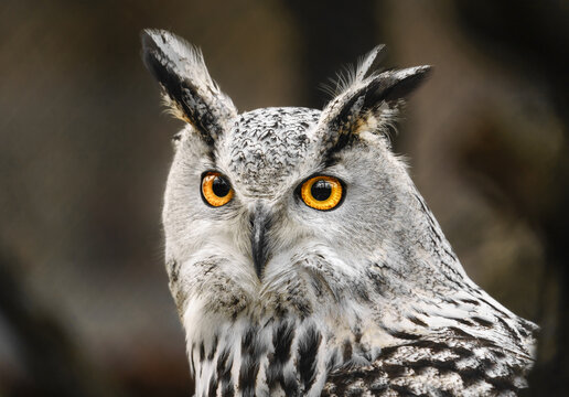 Eurasian eagle owl