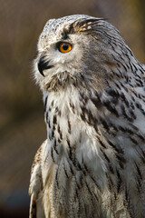 Fototapeta premium Eurasian eagle owl