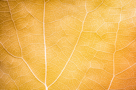 Golden Cellular Matrix: Luxury Anti-Aging Skincare Ingredient Background