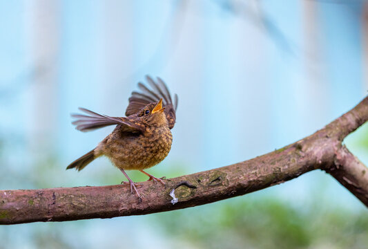 Baby European Robin bird flaps its wings with gaping yellow beak, crying for food. Fledgling chick on branch in garden. Dublin, Ireland