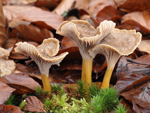 Trompetenpfifferlinge, Craterellus tubaeformis
