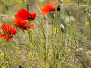 Naklejka premium Poppy and chamomile in summer meadow