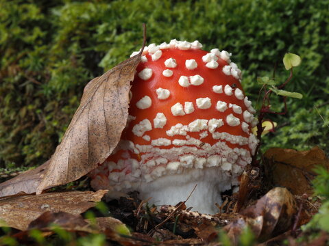 Fliegenpilz, Amanita muscaria