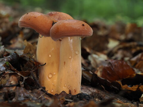 Milchbr&auml;tlinge, Br&auml;tlinge, Lactarius volemus agg