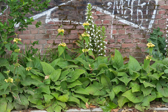 Vibrant green foliage and white bloom bear's breeches or foot plant, sea dock, gator or oyster plant, Acanthus mollis stalks stand tall against a rustic red brick wall
