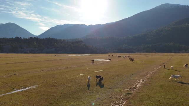 Wild Horses Running Free