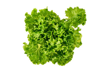 Obraz premium Fresh green lettuce leaves isolated on white background