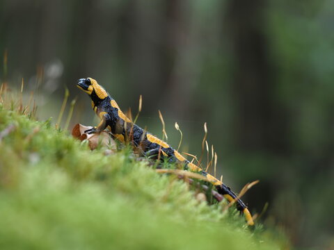 Feuersalamander, Salamandra salamandra