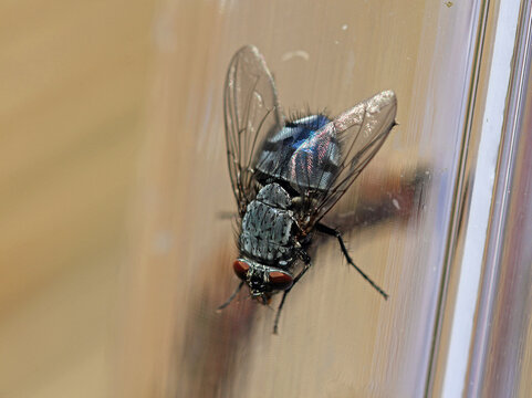 blue blowfly on the glass wall