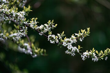 Fototapeta premium Delicate white blossoms and new green leaves adorn a branch
